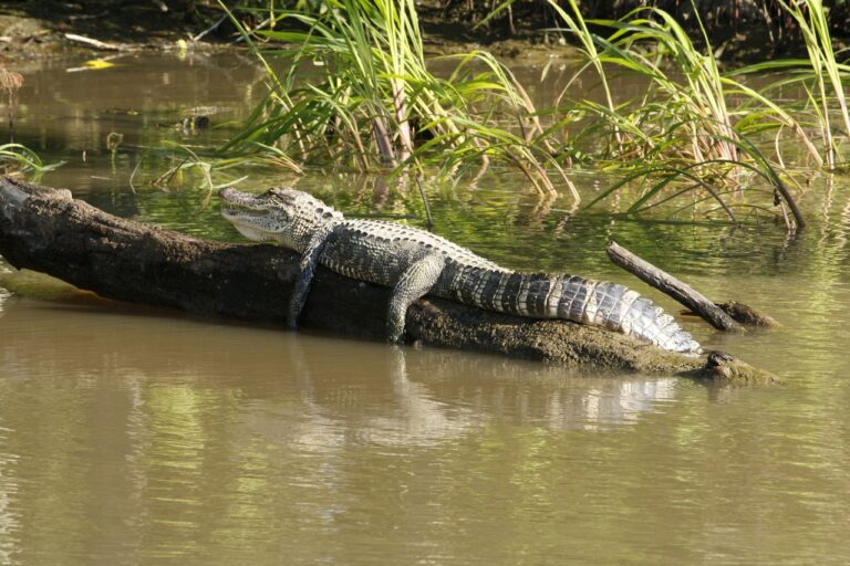 Explore Wildlife In Rio De Janeiro Rio Cultural Secrets